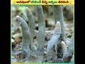 🤯😨అడవులలో కనిపించే దీన్ని అస్సలు తినకండి shorts viral eating dangerous trending @aslamfacts