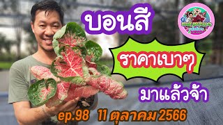 แบ่งบอนสีราคาเบาๆ  สั่งซื้อโทร.098-2650905  Ep.98 ➡️ 11 ตุลาคม 2566