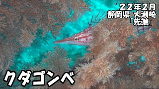 クダゴンベ（’２２年２月　静岡県大瀬崎）