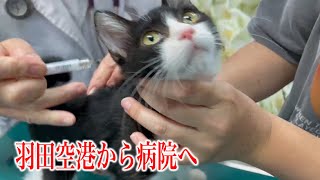 【行き場のない子猫14匹を空輸】羽田から病院に直行しました（病院編①）