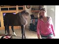 my horse in my house