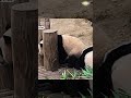 cute fu bao fubao aibao giantpanda 福宝 大熊猫 푸바오