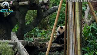 20180303 圓仔山大王在山上打噴嚏又抱木頭 The Giant Panda Yuan Zai