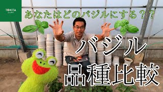 【トキタ種苗】バジル品種比較【ブリーダー解説】