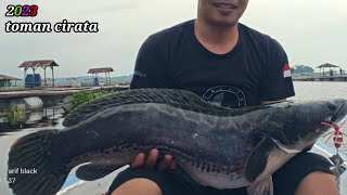 CASTING TOMAN MONSTER DI WADUK CIRATA TAHUN 2023