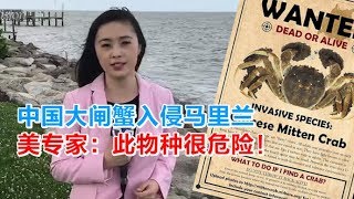 0627 中国大闸蟹入侵马里兰 美专家：此物种很危险！