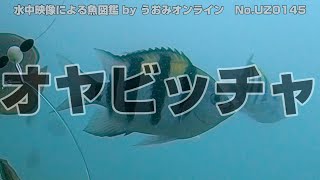 【水中映像 魚図鑑】オヤビッチャ No.UZ0145