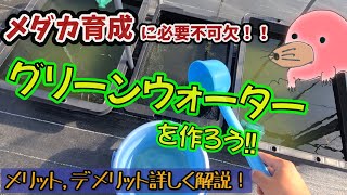 メダカの稚魚育成に最適なグリーンウォーターの作り方\u0026メリットデメリット