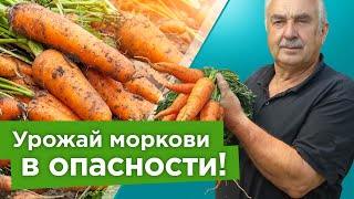 СРОЧНО ВЫКОПАЙТЕ МОРКОВЬ, когда увидите эти признаки! Морковь будет сочной,ровной и долежит до весны