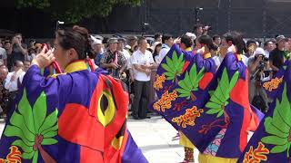 とらっくよさこい（ちふれ）・奉納演舞＠2017　原宿スーパーよさこい