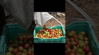 பிளம்ஸ் பழம் சாகுபடி இப்படித்தான் நடக்கிறது | plums fruit cultivation #shorts #videoshorts #plums