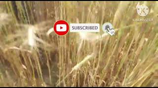 Ankur Rudra gehun #shortfeed #viralvideo #viralvideo #viralvideo #agriculture #farme #shortfeed