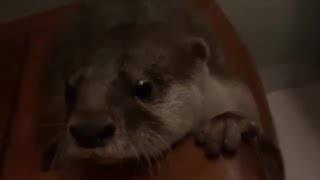 Otter Marson~ You Cannot Control me Daddy🦦😂| FunnyOtter| Cute Otter