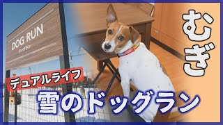 【わんこ】デュアルライフの小諸でドッグラン行ったら雪が一杯だったジャックラッセルテリアのむぎの巻【デュアルライフ】