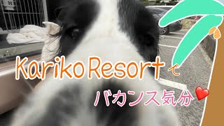 Kariko Resort in Awajiで手頃にバカンス気分堪能してきました【イングリッシュコッカースパニエル】