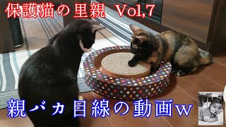 【ウチの猫・ピョル＆スプ Vol,7】スローモーション撮影に挑戦！