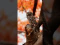 mesmerising owl moments spotted owlet i nikon