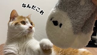 【１００円おもちゃ】猫が喜ぶおもちゃ（けりぐるみ）を作ってみた結果、猫の反応は、、、