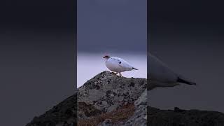 Rock Ptarmigan #wildlife