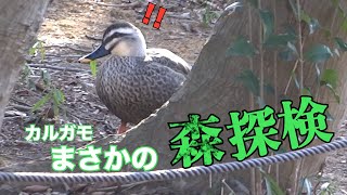 【横浜カルガモ日記】足場の悪い森の探検に数羽で出かけますw そして帰りは全員。。。#カモ #バードウォッチング #野鳥 #かるがも #可愛い鳥 #癒し #動物