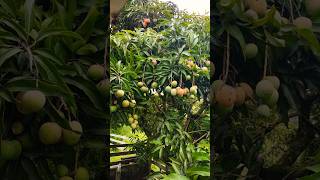 FARTURA DE MANGAS NA ROÇA #manga #mango #fruit #fruits #fruitcutting #2024 #fazenda #like #sub #vida