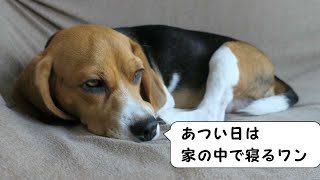 なつね  【おてんばビーグルふくちゃん】 その133