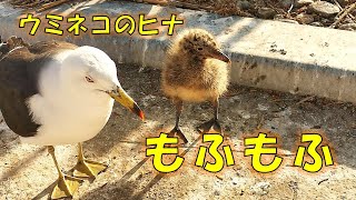 【青森県八戸市】卵から孵ったヒナたちは、とってもモフモフ可愛い！！蕪島のウミネコ/ / Kittiwake's chicks in Kabushima are cute!