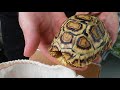 unboxing leopard tortoise