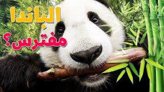 حيوان الباندا - مفترس أم مسالم ؟؟؟؟🐼