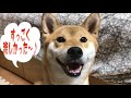 柴犬リキとリコ 豪快！モグラたたき風ゲ～ム！リコちゃん大興奮♡siba inu riko whack a mole game