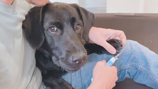 【犬の爪切り】暴れるかと思いきやマイペースなラブラドールレトリバー子犬【黒ラブ】