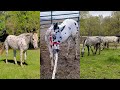 Incredible APPALOOSA horses and foals pt 5 // compilation