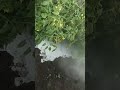 tomato spray management