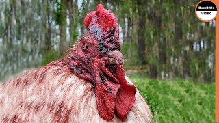 When Roosters Fight To Death