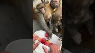 Monkeys Steal a Hard-Earned Apple Harvest!