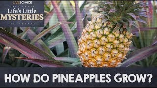 How Do Pineapples Grow?