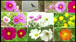 徳島県【鳴門ウチノ海総合公園・コスモス畑】可愛い