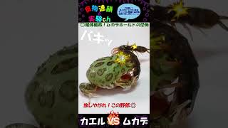 【閲覧注意】カエル🐸絶体絶命！！サソリホールドの恐怖😱　※あくまで給餌目的です。 ＜生物観察　昆虫バトル　捕食　給餌　飼育　奇蟲　アオズムカデ　クランウェルツノガエル＞#shorts