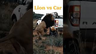 Lion vs Car😧