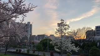 陽が落ちた　寒い！　　汐入公園　　♬　桜　さくら　ソメイヨシノ　✿　荒川区　南千住　☆　東京スカイツリー　ライトアップ　　2022年 4月1日　　18時過ぎ　夕日