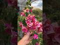 ID Golden Rao / Bougainvillea Garden / Flowers Bloom / Rare Collection / Tips  / grafted / grow