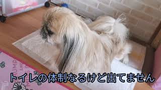 うちのわんこ 🐶ペキニーズ、シーズー、チワワ3匹  日常生活動画📷