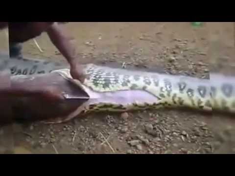Anaconda se traga a un jabalí entero