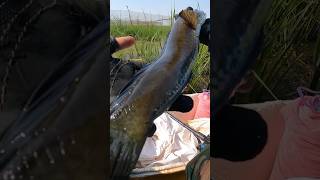 បឹងទន្លេរសាប #fishing #snakehead #tonlesap