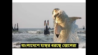 যেকারণে বঙ্গোপসাগর থেকে ঝাঁকে ঝাঁকে হাঙ্গর ধরছে জেলেরা !!