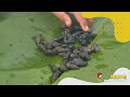 Resep Siput Kentang Ala Bolang | BOCAH PETUALANG (20/07/22)