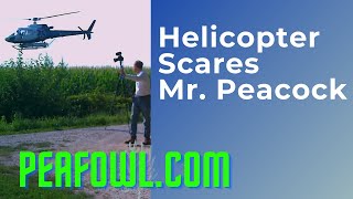 Helicopter Scares Mr. Peacock, Peacock Minute, peafowl.com