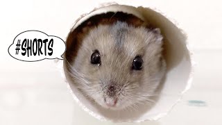 ハムスターとどうにか遊びたいヌシとおやつと散歩にしか興味ないハムスター #Shorts  Little hamster who wants a snack