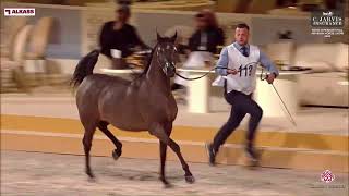 N.119 MANEEA AL SHAQAB - Doha International Arabian Horse Show 2024 - Fillies 2 Years Old Sectio...