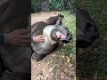 hilarious funny adorable amazing animal videos ep604